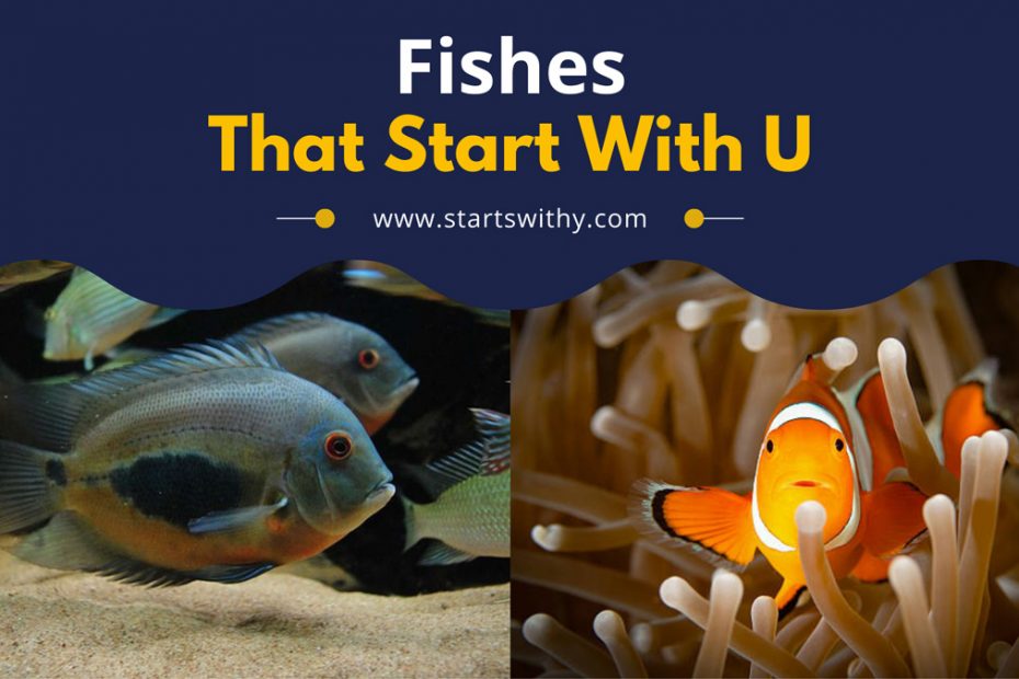 Fishes That Start With U