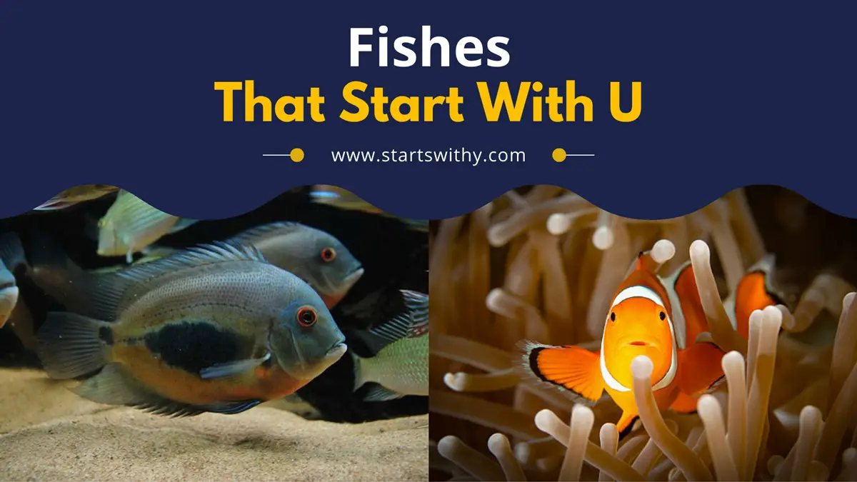Fishes That Start With U