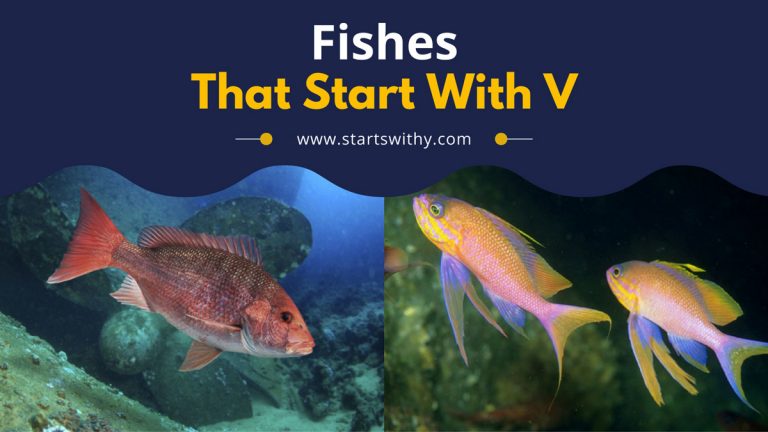 60+ Fishes That Start With R