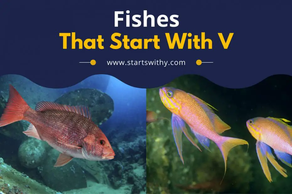 Fishes That Start With V