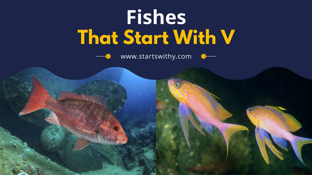 Fishes That Start With V