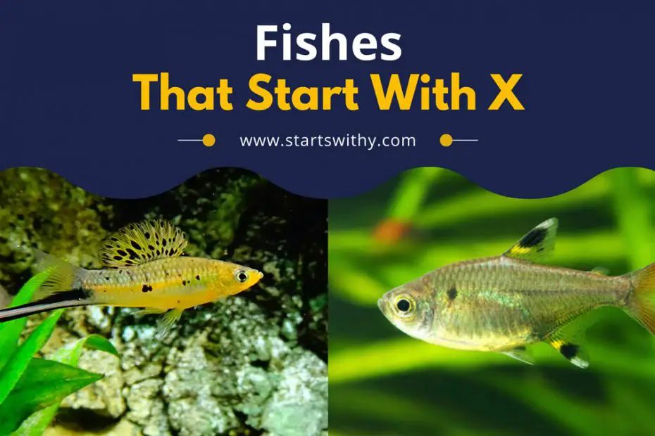 Fishes That Start With X