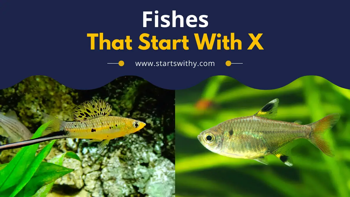 Fishes That Start With X