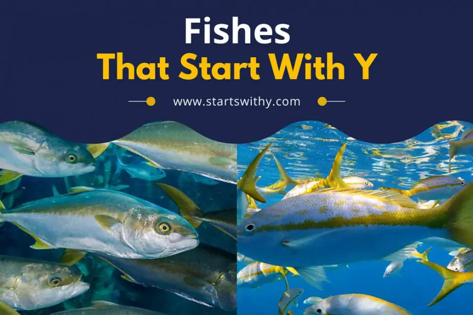 Fishes That Start With Y