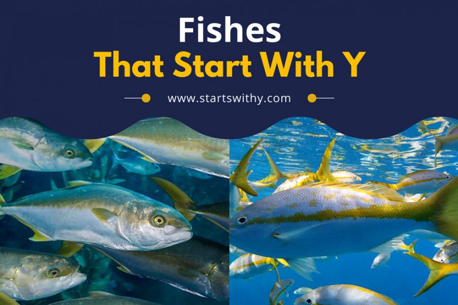 Fishes That Start With Y