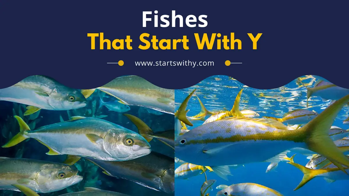 Fishes That Start With Y