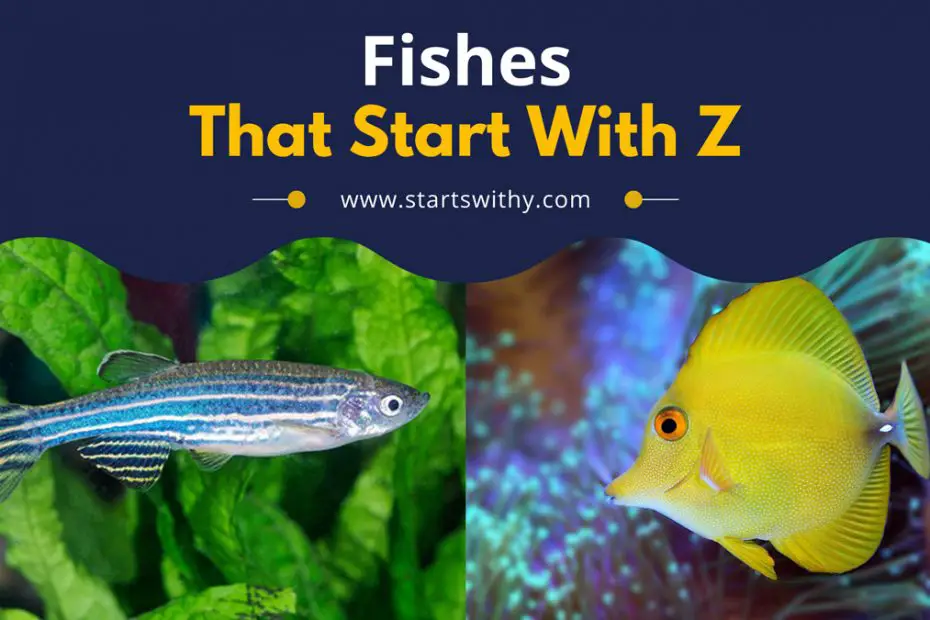Fishes That Start With Z