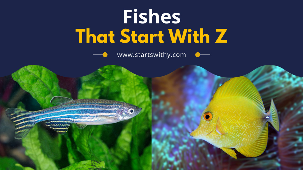 Fishes That Start With Z