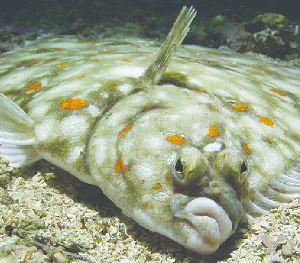 Flatfish