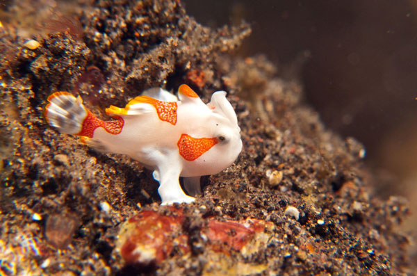 Frogfish