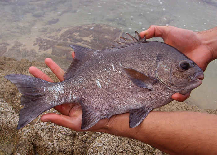 Galjoen Fish