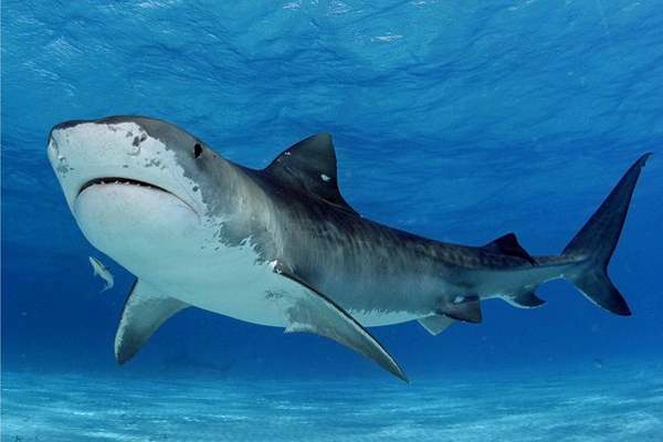 Ganges Shark