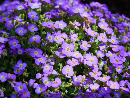 Garden rockcress 