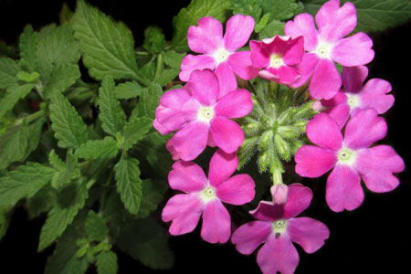 Garden verbena 