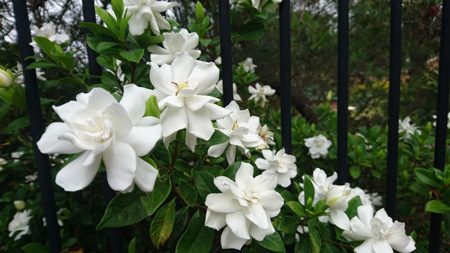 Gardenia