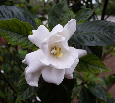 Gardenia  