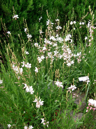 Gaura  