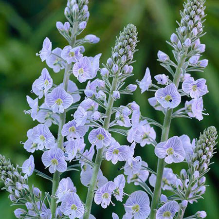 Gentian speedwell 