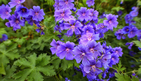 Geranium