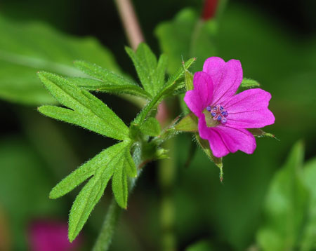 Geranium  