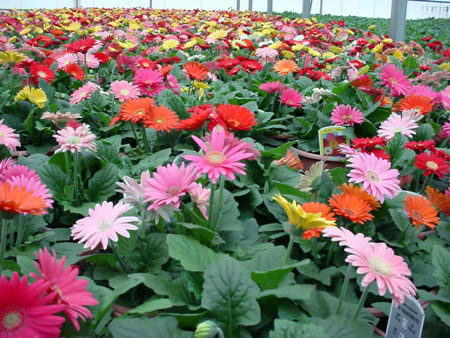 Gerbera daisy 