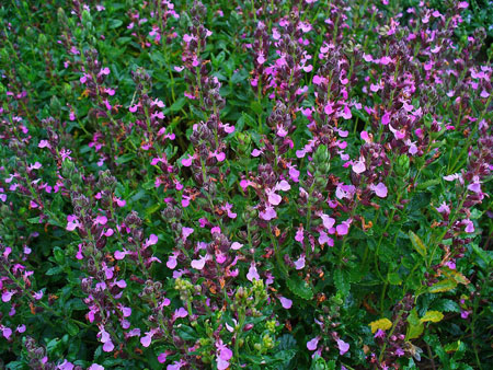 Germander Shrub 