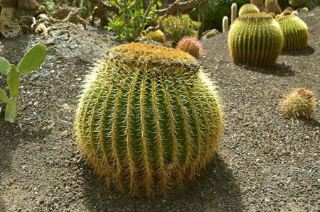 Giant Barrel Cactus