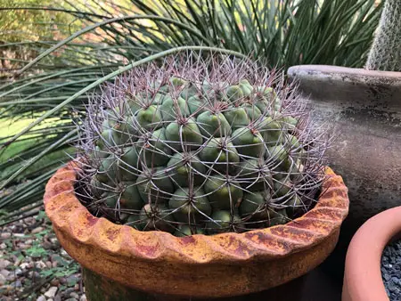 Giant Chin Cactus