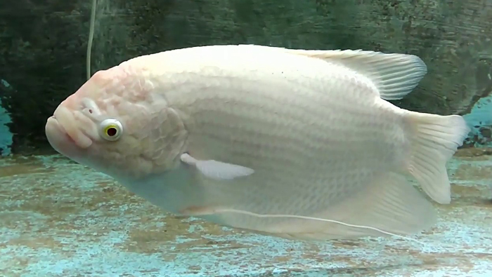 Giant Gourami