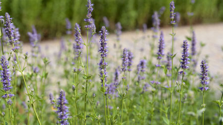 Giant hyssop 