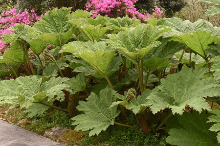 Giant rhubarb 