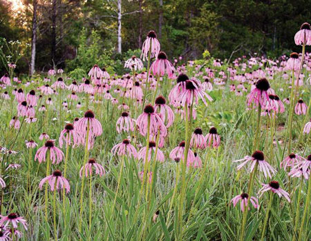 Glade purple coneflower