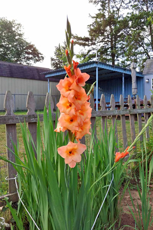 Gladiolus