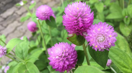 Globe Amaranth 