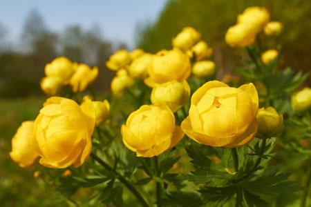 Globe flower 