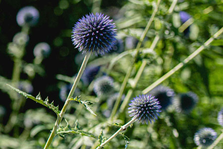 Globe thistle 