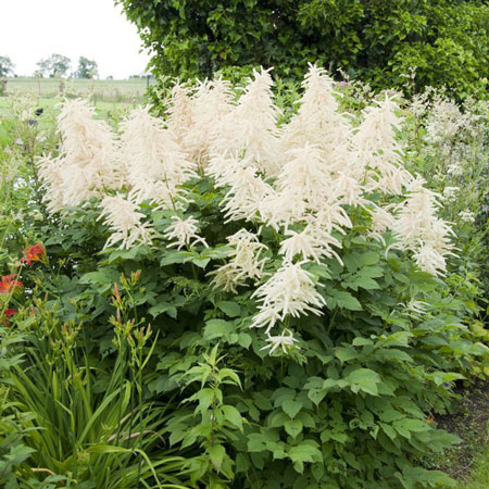 Goats Beard 