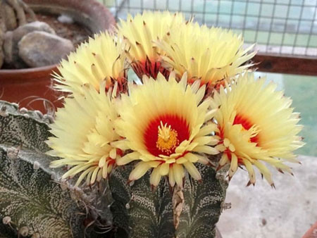 Goat’s Horn Cactus