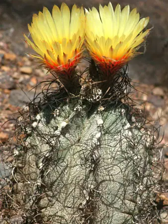 Gods Horn Cactus