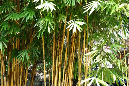 Golden Bamboo 