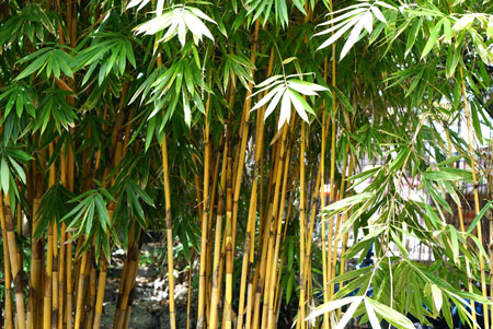 Golden Bamboo 