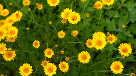 Golden Chamomile