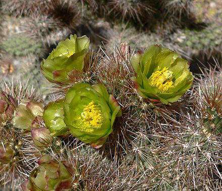 Golden Cholla 