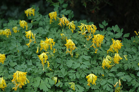 Golden corydalis 