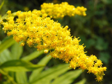 Goldenrod  