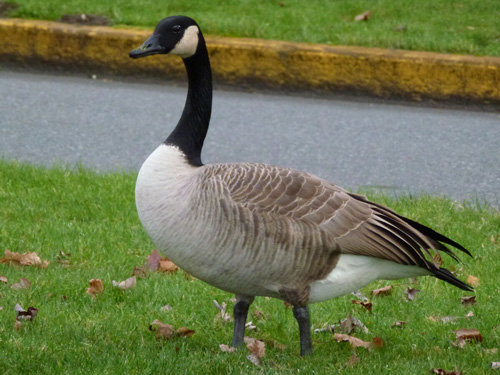 Goose