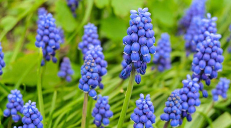 Grape Hyacinth