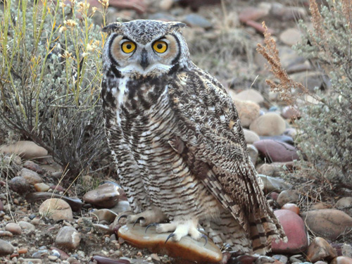 Great Horned Owl