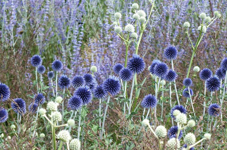 Great globe thistle