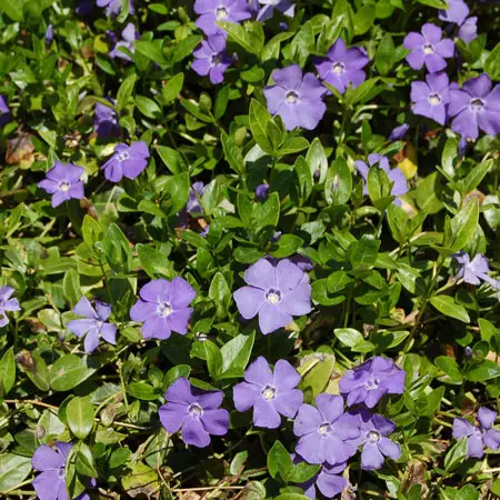 Great periwinkle 